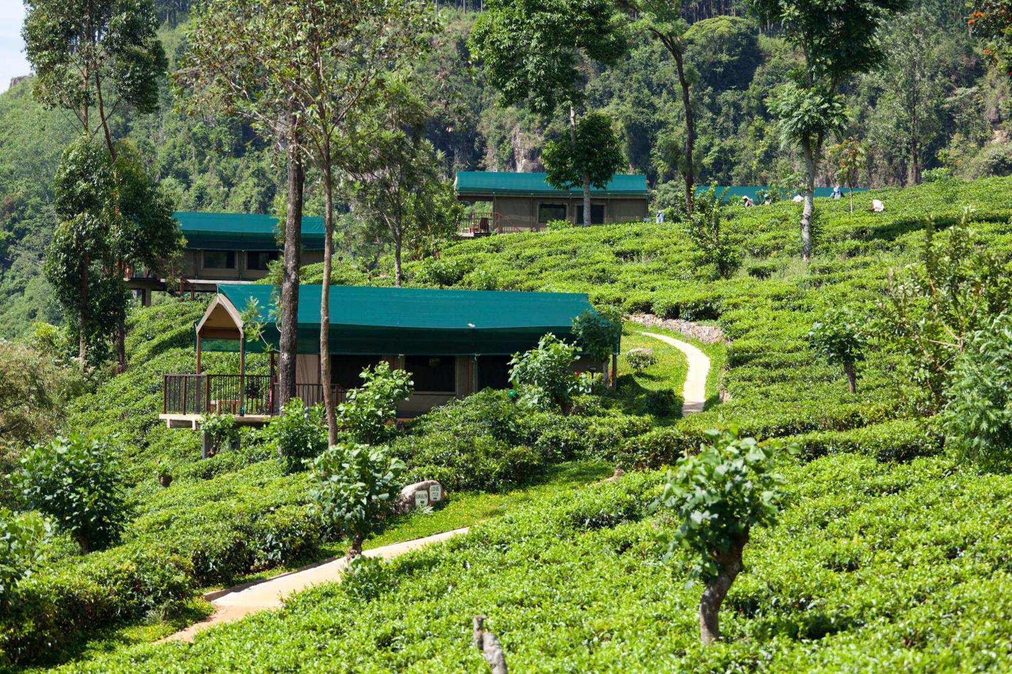 Madulkelle Tea And Eco Lodge Kandy Eksteriør bilde