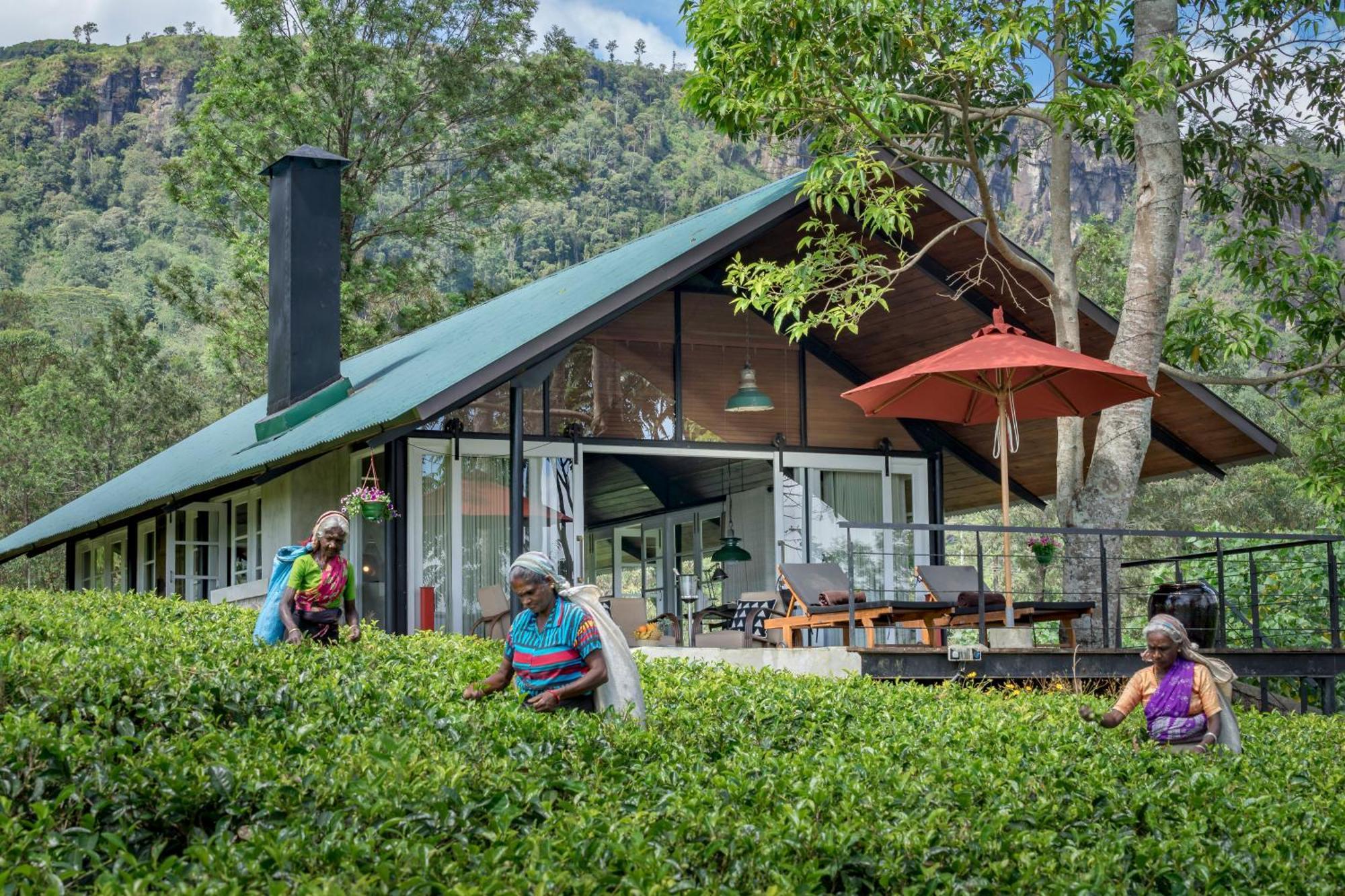 Madulkelle Tea And Eco Lodge Kandy Eksteriør bilde